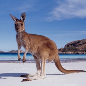 Canguru australiano (Foto: Divulgação)