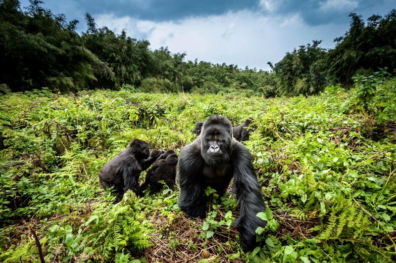 Gorilas nas montanhas, Ruanda (Foto: Divulgação)