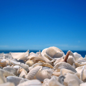 Shell Beach, praia de conchas (Foto: Divulgação)
