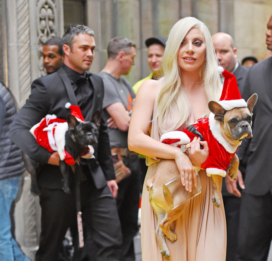 Taylor Kinney e Lady Gaga com seus pets, Miss Asia e Koji (Foto: Divulgação)
