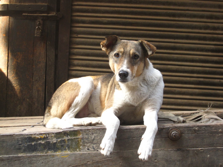 Cães que vivem na rua não recebem os cuidados necessários (Foto: Divulgação)
