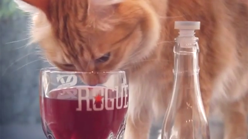 Empresa dos Estados Unidos lança vinho não-acoolico para gatos (Foto: Divulgação)