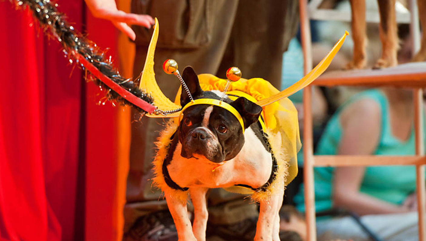 Desfile de cães (Foto: Divulgação)