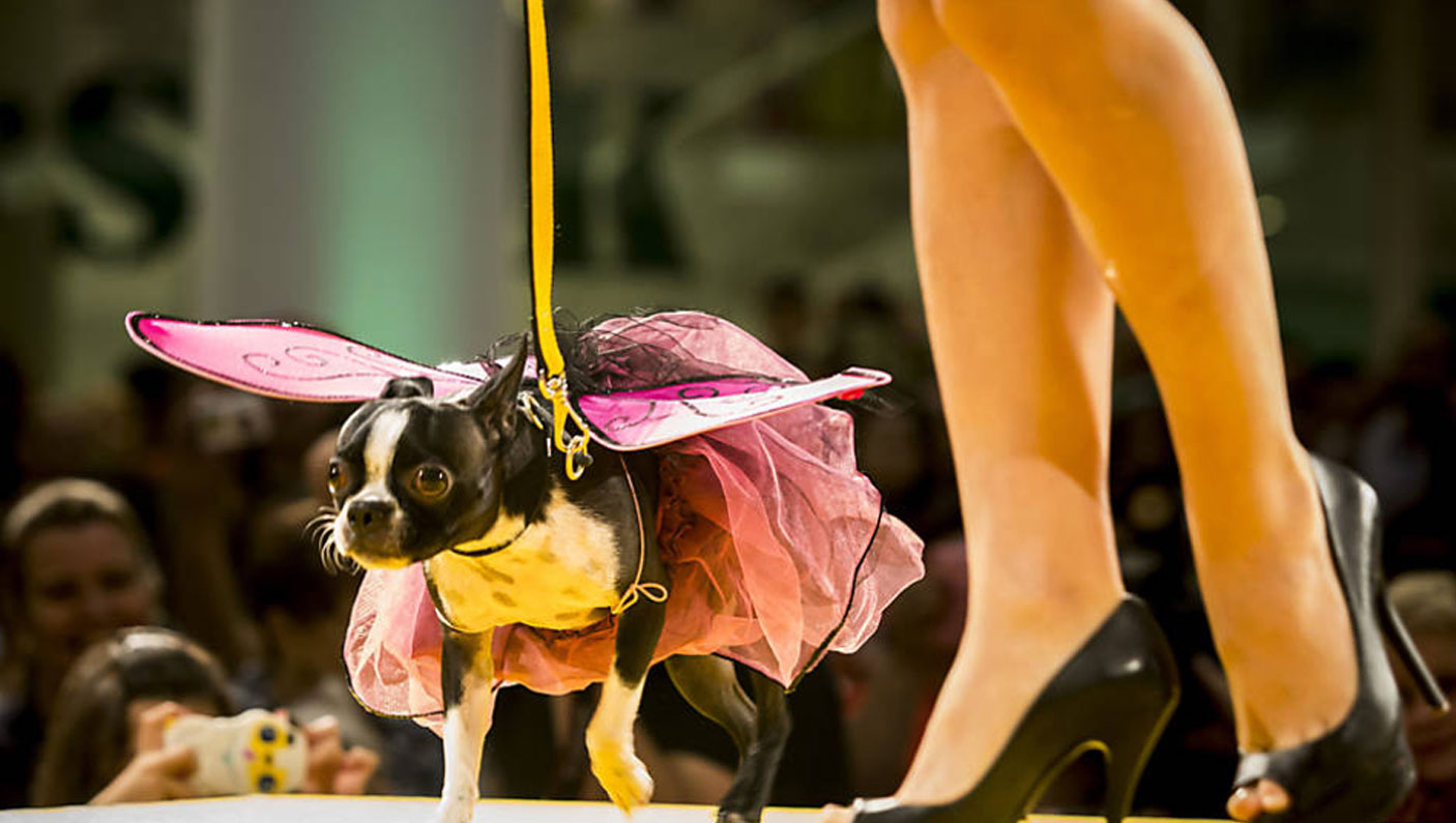 Desfile de cães (Foto: Divulgação)